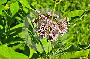 Common Milkweed (Asclepias syriaca