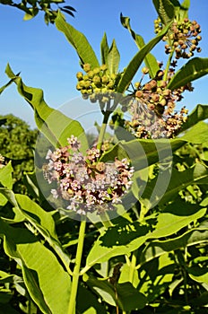 Common Milkweed (Asclepias syriaca