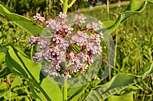 Common Milkweed (Asclepias syriaca