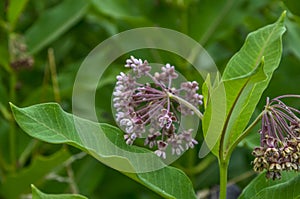 Common Milkweed Asclepias syriaca.Asclepias syriaca - Milkweed American. Blossoming American Milkweed