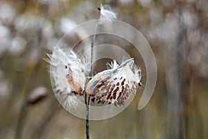 Common Milkweed, Asclepias syriaca. Butterfly flower or silkweed follicle with flying dry seeds in early autumn. Seasonal fall