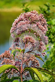 Common Milkweed, Asclepias syriaca