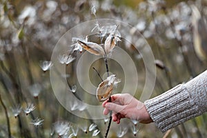 Common Milkweed, Asclepias syriaca in female hand. Woman holding butterfly flower or silkweed follicle with flying dry