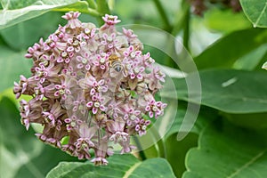 Common milkweed Asclepias syriaca, flowers with a honeybee