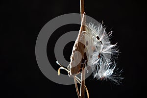 Common Milkweed Asclepias syriaca pod whith seeds photo