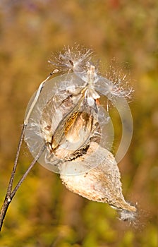 Common milkweed Autumn color