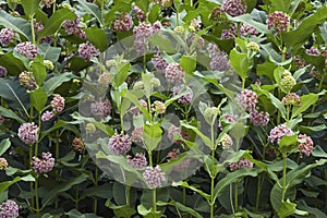 Common milkweed flowers.