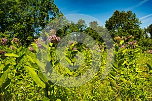 Common Milkweed growing in New York