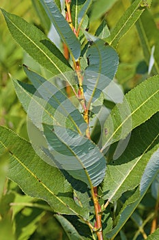 Common Milkweed Leaves   823600