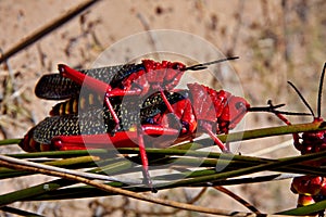 Common milkweed locust