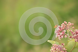 Common milkweed with Monarch butterfly