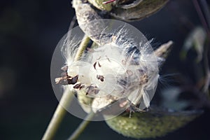 Common milkweed seed plant in a gentle breeze.