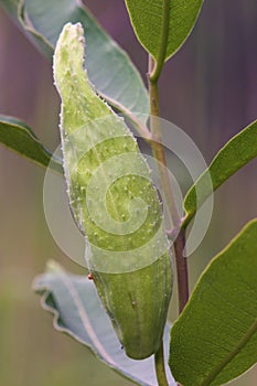 Common Milkweed Seed Pod  612035