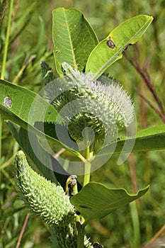 Common Milkweed Seed Pods   823335