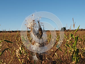 Common Milkweed Seedpod Burst Open in Cornfield