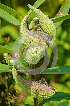 Common Milkweed seedpods â€“ Ascleplas syriaca