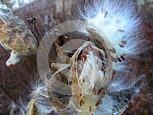 Common Milkweed Seeds Exploding from Seedpod