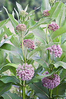 Common Milkweed