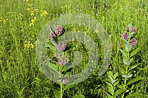 Common Milkweed   809169 photo