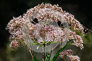 Common Milkweed â€“ Asclepias syriaca