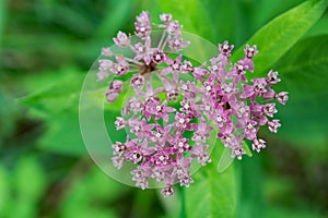 Common Milkweed â€“ Asclepias syriaca