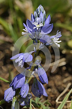 Common Milkwort