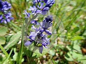 Common Milkwort, Blue flower