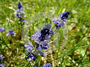 Common Milkwort, Blue flower