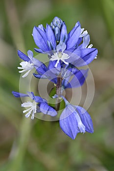Common Milkwort