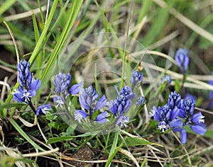 Common Milkwort