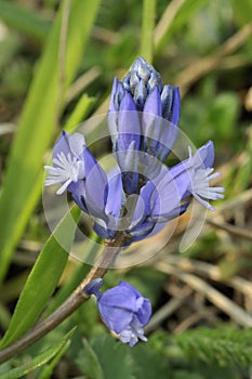 Common Milkwort