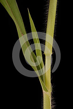 Common Millet (Panicum miliaceum). Culm, Leaf Base and Axillary Shoot Closeup