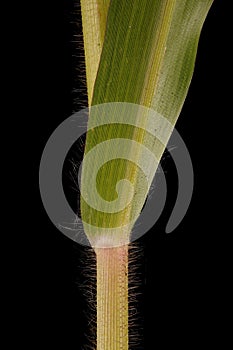 Common Millet (Panicum miliaceum). Culm and Leaf Base Closeup