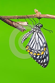 Common Mime butterfly