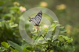Common Mime butterfly - Papilio clytia