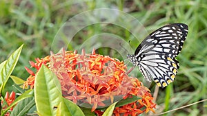 Common Mime butterfly Papilio Clytia