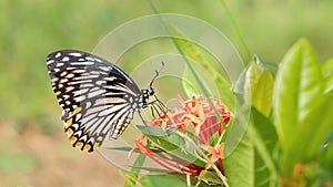 Common Mime butterfly Papilio Clytia