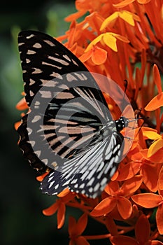 common mime butterfly (papilio clytia) pollinating flower in the garden