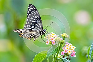 Common Mime Chilasa clytia