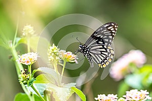 Common Mime Chilasa clytia