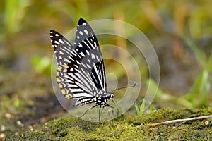 The Common Mime - Chilasa clytia or Papilio clytia, swallowtail butterfly found in south and southeast Asia, subgenus Chilasa, the