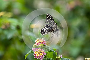 Common Mime Formal Name: Chilasa Clytia