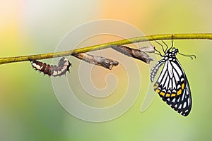 Common Mime Papilio clytia butterfly life cycle