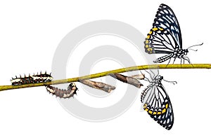 Common Mime Papilio clytia butterfly life cycle