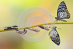 Common Mime Papilio clytia butterfly life cycle