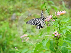 Common Mime ( Papilio clytia ) butterfly sucking nectar on West Indian Lantana blossom with natural green background