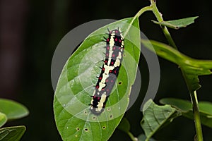 Common Mime Papilio clytia caterpillar