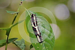 Common Mime Papilio clytia caterpillar