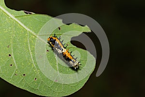 Common Mime Papilio clytia caterpillar