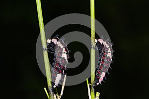 Common Mime Papilio clytia caterpillars